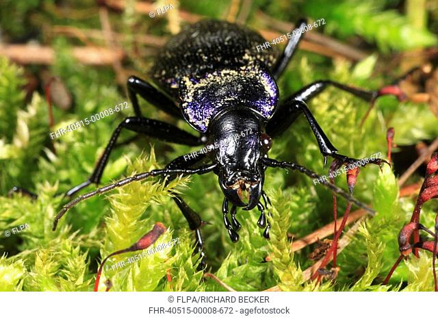 Violet Ground Beetle Carabus violaceus adult, amongst moss, Powys, Wales