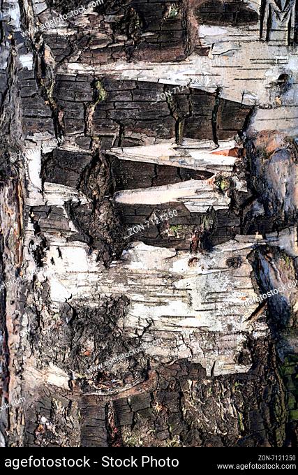 bark of the tree is photographed close up