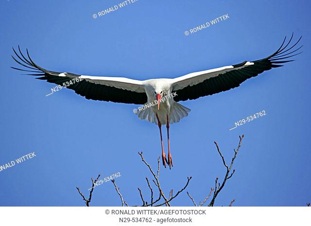 Ciconia ciconia, White Stork, Germany