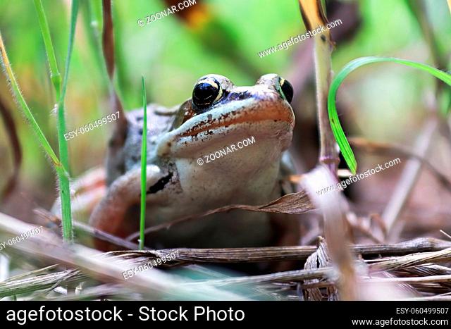 Macro of a woodfrog sitting in the tall grass