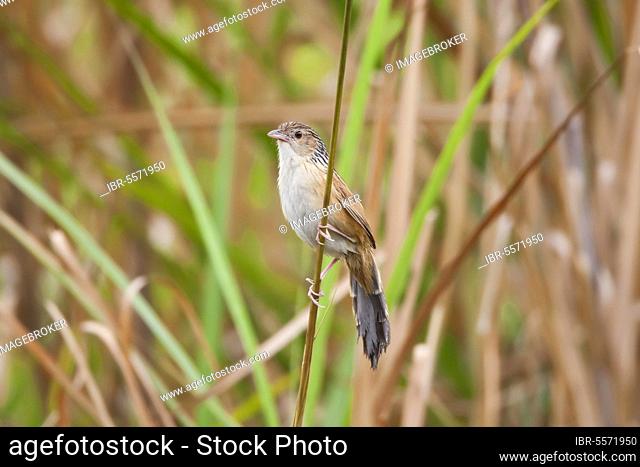 Chinese Grassbird (Graminicola striatus) adult, breeding plumage, sitting on blade of grass, Robin's Hong Kong, China, Asia
