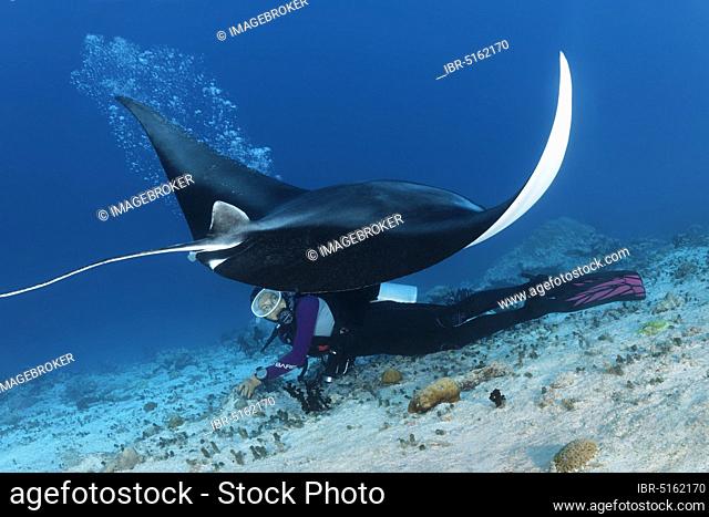 Reef manta ray (Manta alfredi) dwells over diver in rising bubbles, back, Indian Ocean, Maldives, Asia