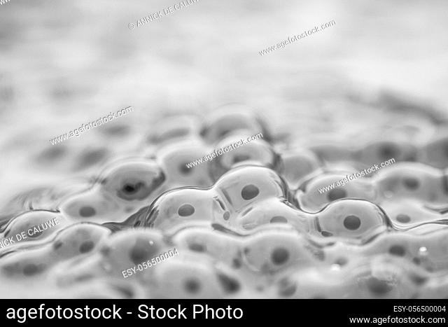 Frog eggs, frog spawn on a pond