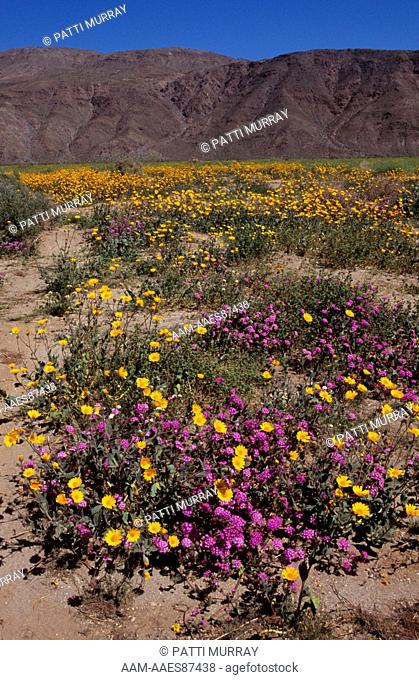 Desert in Bloom: Desert Gold, Desert Sand Verbena, Santa Rosa Mountains, CA, Anza Borrego Desert SP, (Geraca canescens & Abronia villosa) California