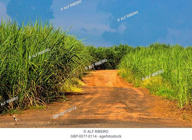 Road land, cane Sugar, Araraquara, County, São Paulo, Brazil