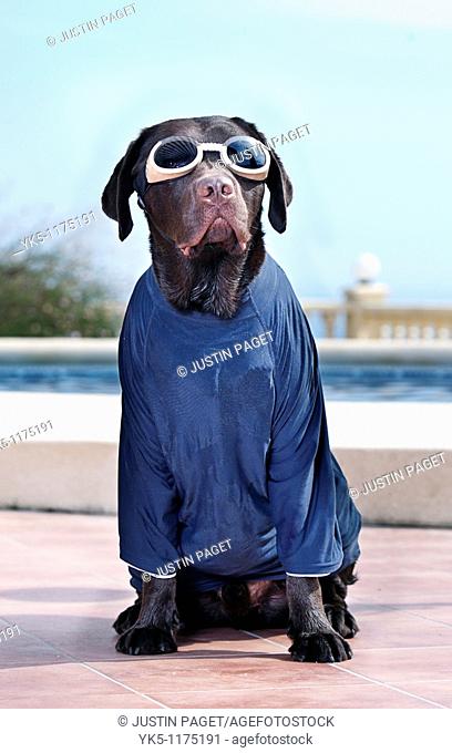 Labrador in Surfing Kit - Sun Protection Top