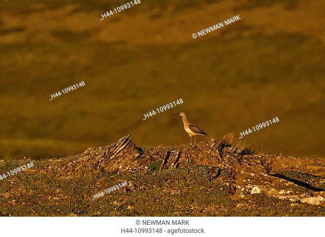 bristle thighed curlew, curlew, Numenius tahitiensis, bird, national petroleum reserve, Alaska, USA