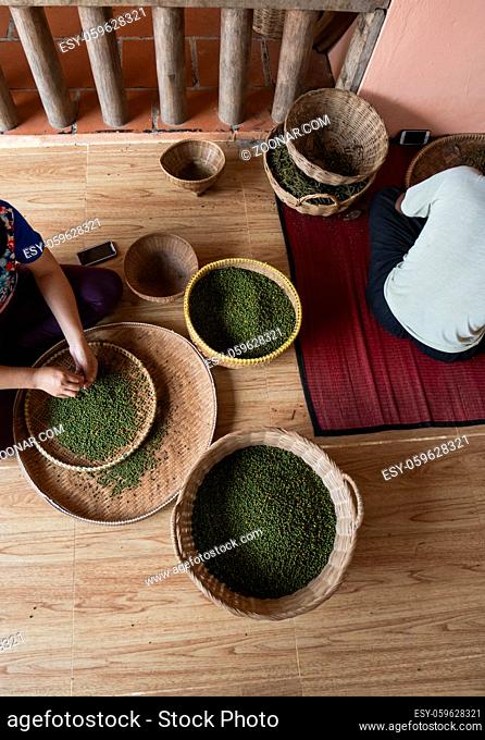 Woman hands over green raw pepper and separates black pepper from red for further drying. Black pepper plants growing on plantation in Asia