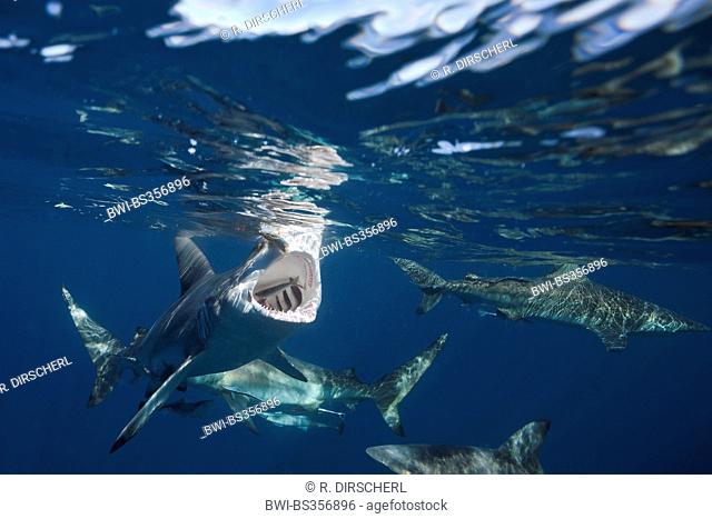blacktip shark (Carcharhinus limbatus), guzzling a fish, South Africa, Indian Ocean, Aliwal Shoal