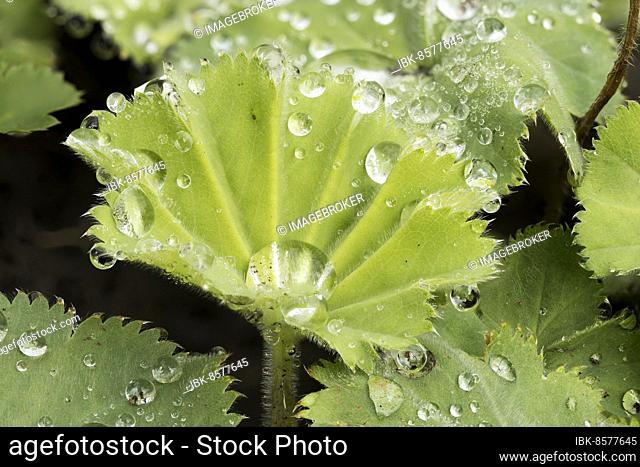 Leaf of garden lady's mantle (Alchemilla mollis) with raindrops, North Rhine-Westphalia, Germany, Europe