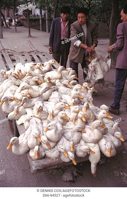 Hauling ducks to market, Chongqing. Sichuan, China