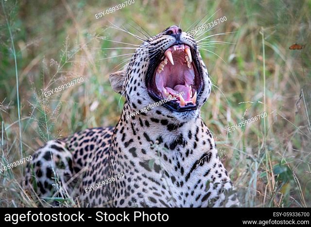 Big male Leopard yawning in the Kruger National Park, South Africa