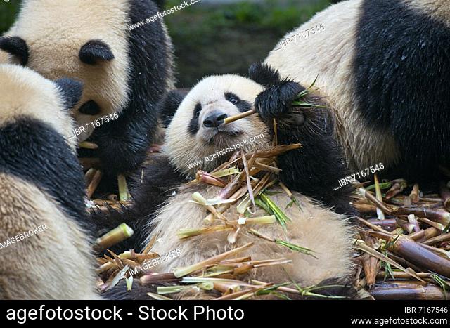 Giant panda (Ailuropoda melanoleuca) at the Research and Breeding Centre eating bamboo leaves, Chengdu, Sichuan, China, Asia