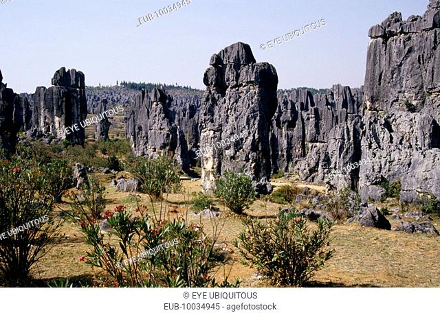 The Stone Forest, near Kunming. Grey limestone rock pinnacles across the landscape