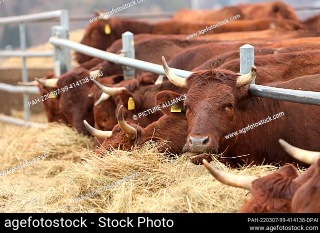 06 March 2022, Saxony-Anhalt, Königshütte: Harz cows stand in the barn of Brockenbauer Thielecke. More than 130 calves are currently being born on the farm over...