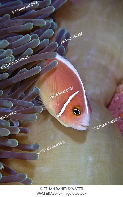 Pink Anemonefish, Amphiprion perideraion, North Sulawesi, Indonesia