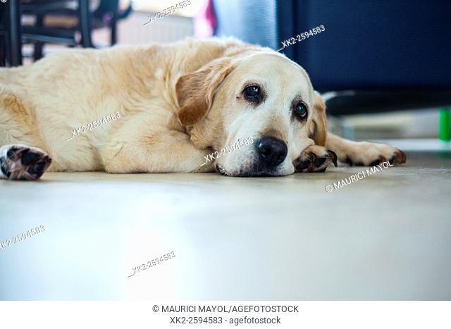 Ancient Golden labrador sitting on the floor