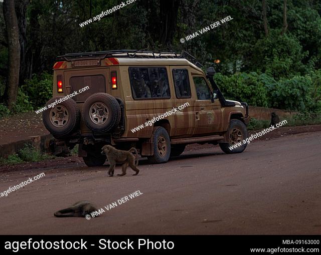 Tanzania, Northern Tanzania, Serengeti National Park, Ngorongoro Crater, Tarangire, Arusha and Lake Manyara, monkeys behind Jeep on gravel road