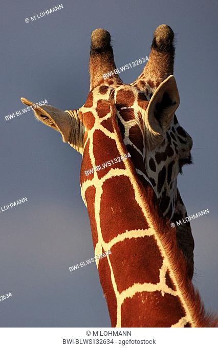 reticulated giraffe Giraffa camelopardalis recticulata, rear view of the head, Kenya, Samburu National Reserve, Isiolo