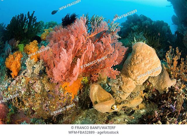Reef covered with different Corals, Lembeh Strait, Sulawesi, Indonesia