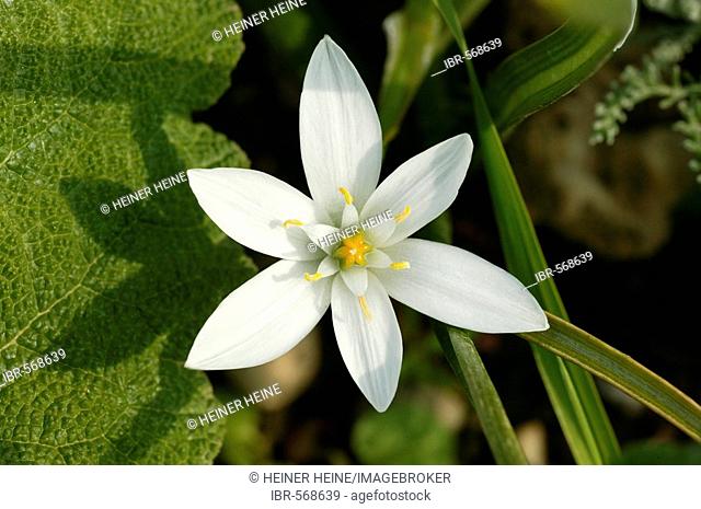 Single blossom of Star-of-Bethlehem, Ornithogalum umbellatum