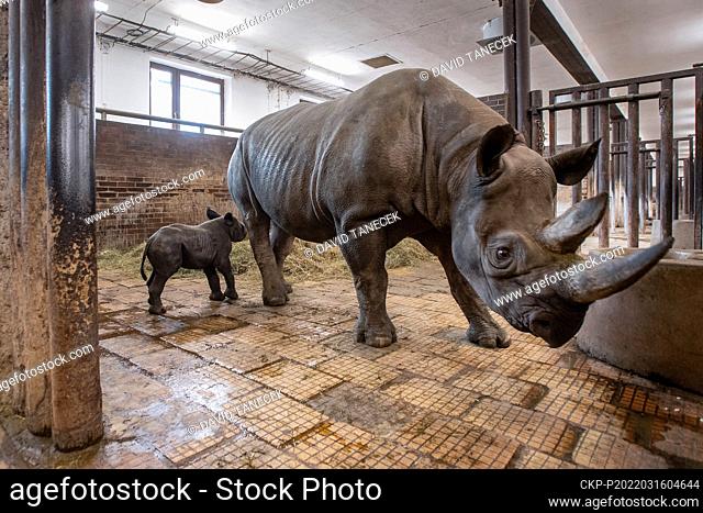 A newly born critically endangered eastern black rhino stands in its enclosure next to its mother Eva in Safari Park Dvur Kralove, Czech Republic, Wednesday