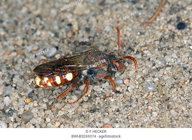 cuckoo bee Nomada alboguttata, sitting on sand ground