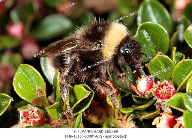 Gypsy Cuckoo Bumblebee Bombus bohemicus adult female, feeding on Wall Cotoneaster Cotoneaster horizontalis flowers in garden, Powys, Wales, may