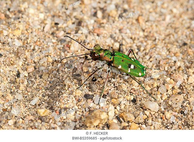Corsican green tiger beetle (Cicindela campestris corsicana, Cicindela campestris), on sandy ground, France, Corsica