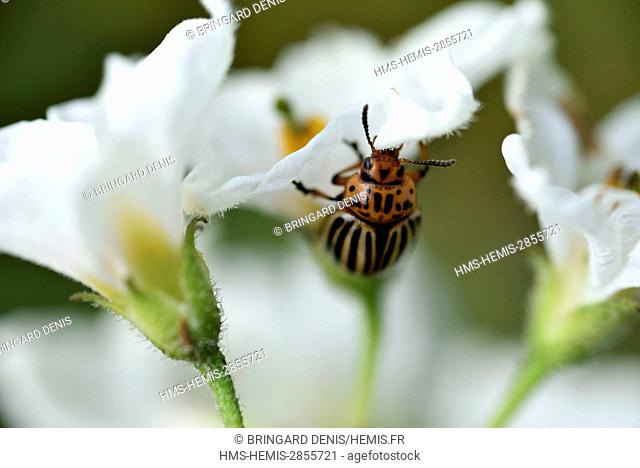 France, Territoire de Belfort, Belfort, vegetable garden, Colorado potato beetle (Leptinotarsa decemlineata), adult on potato flower