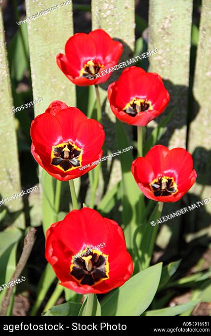 Red tulips on flower-bed in April. Springtime garden. Yellow tulips planted in garden. Springtime garden. Colorful tulips in flower bed