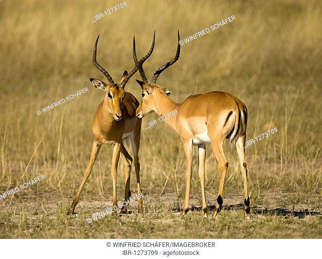 Impala (Aepyceros melampus), male, Moremi National Park, Okavango Delta, Botswana, Africa