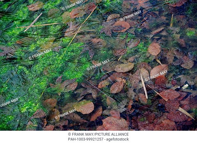 Plants under a frozen puddle look like an art picture , Germany, city of Göttingen, 19. February 2018. Photo: Frank May | usage worldwide