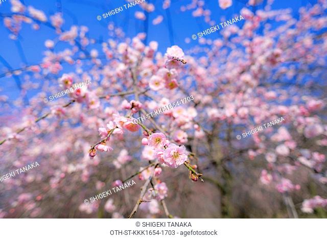 Plum blossom in Inabe plum garden, an agricultural park home to 4, 500 plum trees of 100 different varieties, Inabe city, Mie Prefecture, Japan