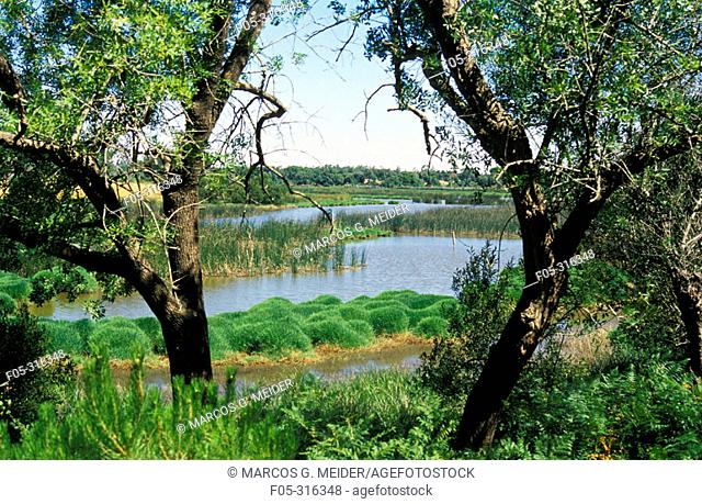 'Acebuche' lagoon in Doñana National Park. Huelva province, Andalusia. Spain