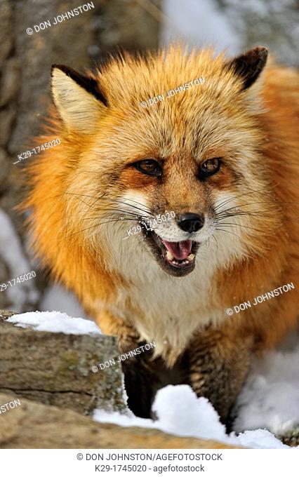 Red fox (Vulpes vulpes), Bozeman, Montana, USA