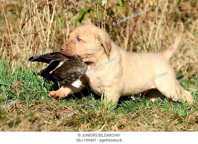 Chesapeake Bay Retriever. Puppy (6 weeks old) returning with a duck wing. Germany
