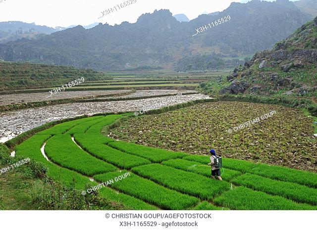 paddy-fields around Dong Van, Ha Giang province, northern Vietnam, southeast asia