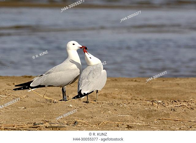 Audouin's Gull, Larus audouinii, Laridae, Gull, adult, breeding plumage, display, bird, animal, Ebro Delta, Province of Tarragona, Catalonia, Spain