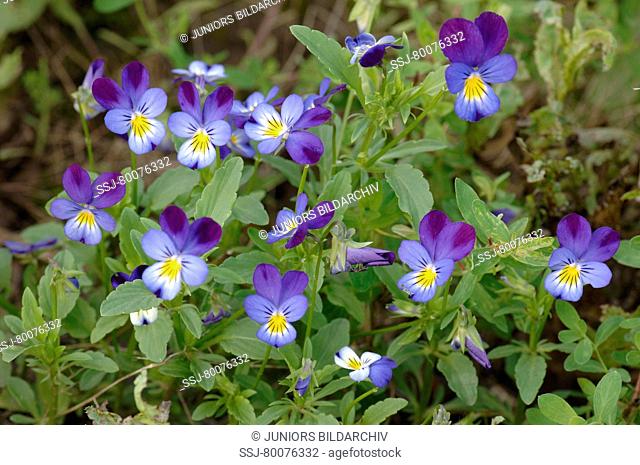 DEU, 2007: Wild Pansy, Heartsease (Viola tricolor), flowering plant