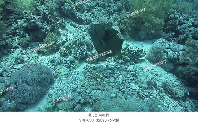 Titan trigger fish Balistoides virdescens threatening behaviour, red sea, Egypt