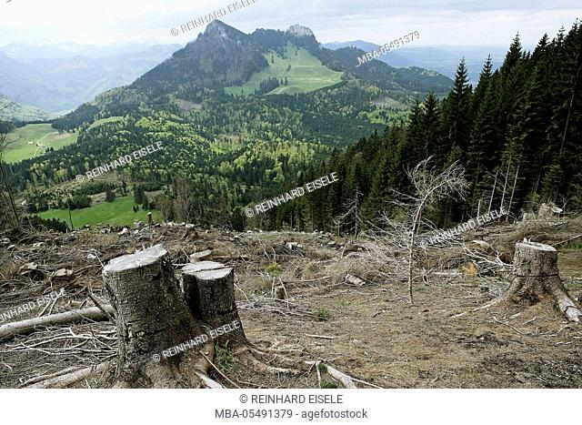 Forest clearing at the Chiemgau