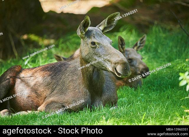 European moose (Alces alces alces), cow, edge of the forest, lying