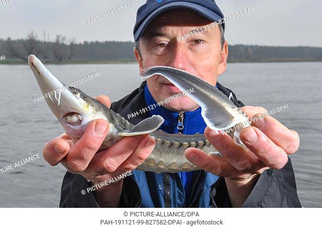 21 November 2019, Brandenburg, Stützkow: Lutz Zimmermann, a fisherman in the Lower Oder Valley National Park, shows a two-year-old sturgeon before he releases...