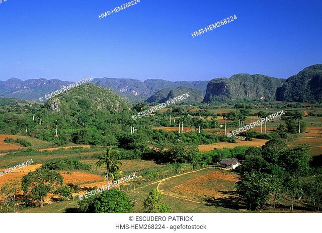 Cuba, Pinar del Rio Province, Vinales Valley listed as World Heritage by UNESCO, tobaccos fileds and Mogotes forming the Guaniguanico mountain range