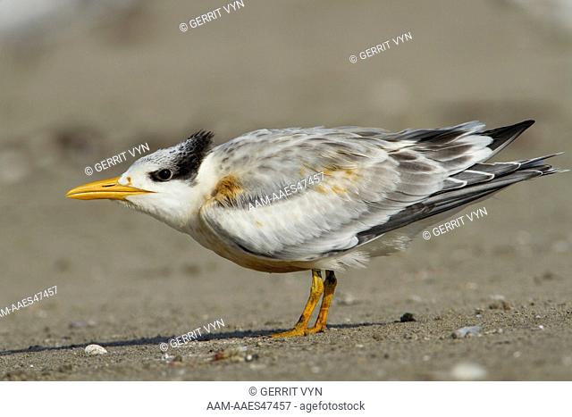 A lightly oiled Royal Tern (Sterna maxima) fledgling on the beach waiting to be fed. The bird was oiled as a result of the BP Deepwater Horizon oil leak in the...