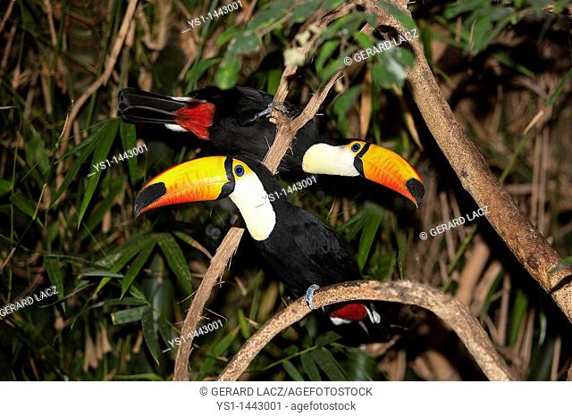 TOCO TOUCAN ramphastos toco, PAIR STANDING ON BRANCH