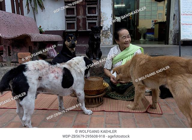 A local woman is feeding stray dogs early morning in the UNESCO world heritage town of Luang Prabang in Central Laos