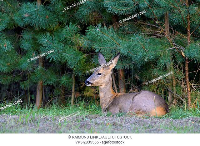 Roe Deer, Capreolus capreolus, late summer, Germany, Europe