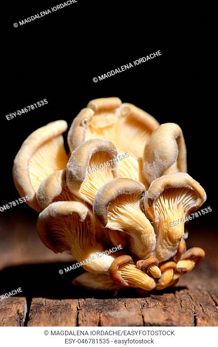 Bunch of shimeji mushrooms on wooden table